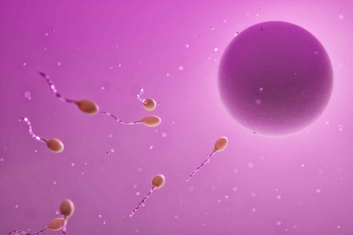 K ovulaci (uvolnění vajíčka), dochází přibližně v polovině cyklu. Během ovulace, je pravděpodobnost početí nejvyšší. Plodné dny ženy, jsou cca 6 dní (až 5 dní před začátkem ovulace + následně cca 24 hodin po ovulaci). Mimo tuto dobu, je pravděpodobnost početí jen velmi nízká (blíže se k 0%).
